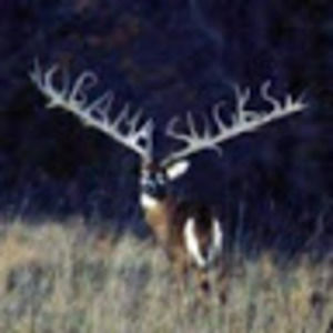 Meet your Posher, Micah